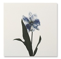 [계절과 선물] winter flower card 3종
